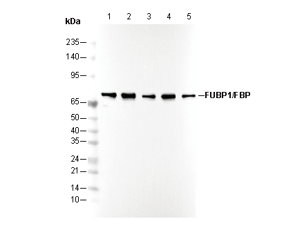 FUBP1 Antibody
