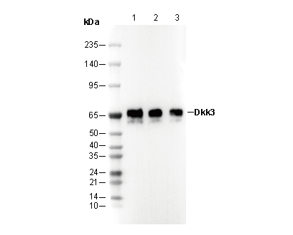 Dkk3 Antibody