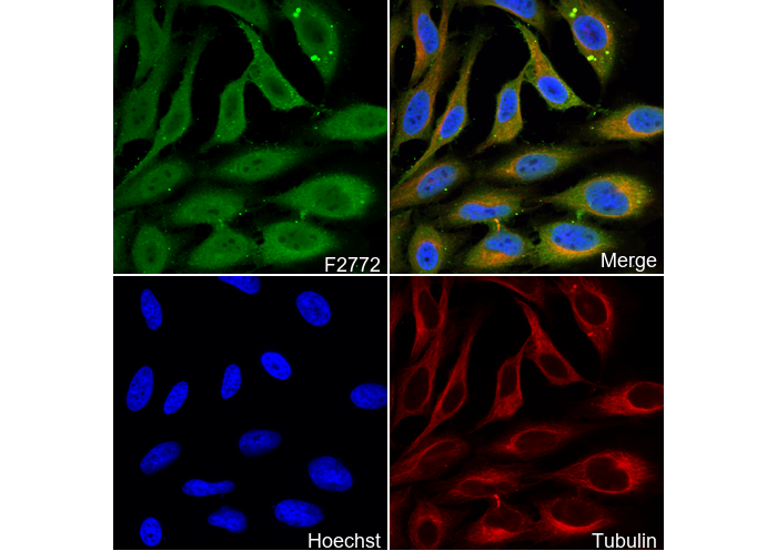 Galectin 8/Gal-8 Antibody