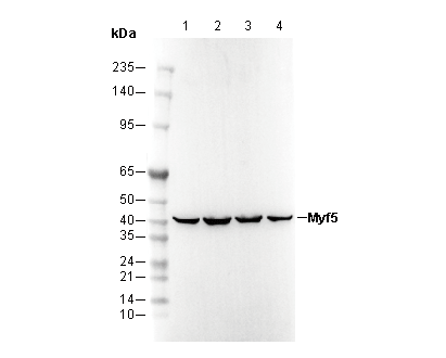 Myf5 Antibody