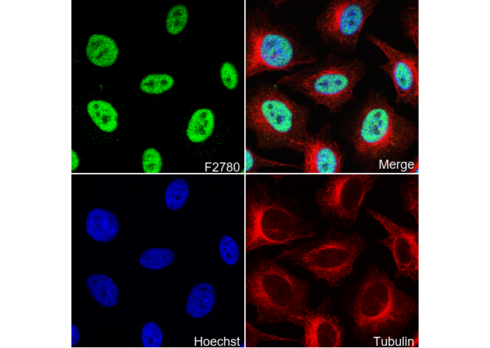 NELFe Antibody