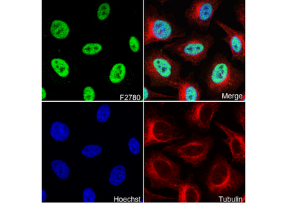 NELFe Antibody