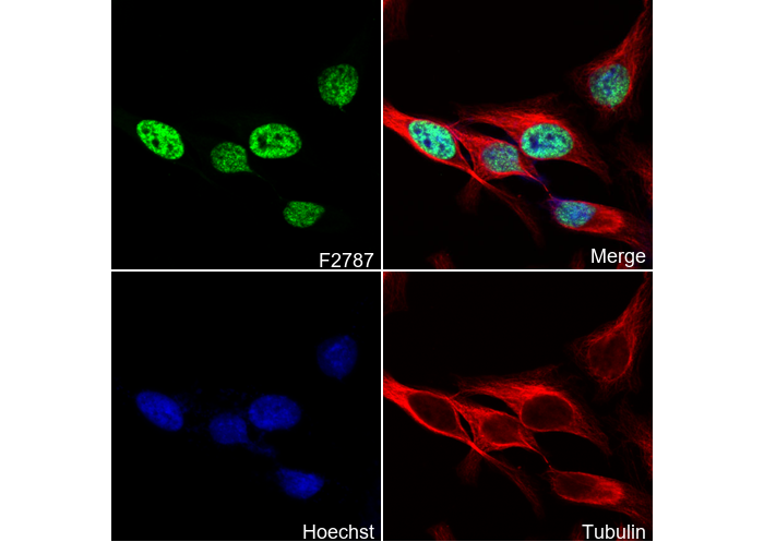 Acetyl-Histone H3 (Lys4) Antibody