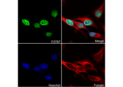 Acetyl-Histone H3 (Lys4) Antibody