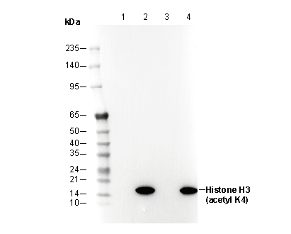 Acetyl-Histone H3 (Lys4) Antibody