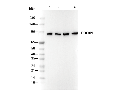 PROX1 Antibody