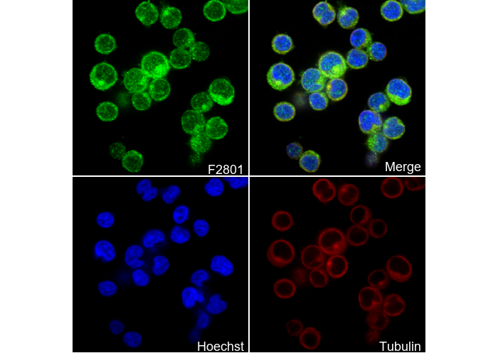 MALT1/MLT Antibody