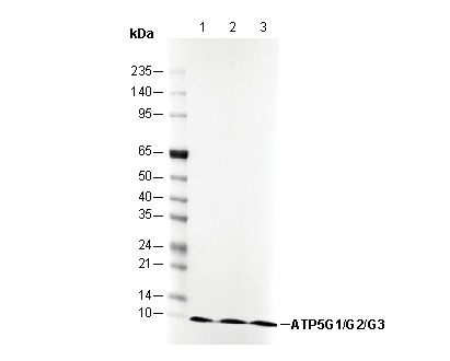 ATP5G1/G2/G3 Antibody