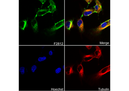 PCDH7 Antibody