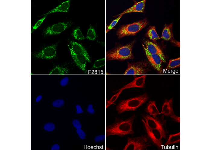 CLN5 Antibody