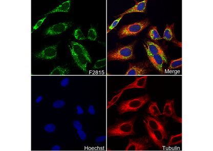 CLN5 Antibody