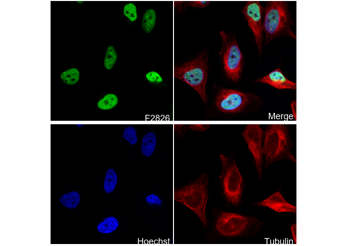 Ubiquitin (linkage-specific K27) Antibody