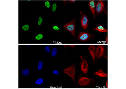 Ubiquitin (linkage-specific K27) Antibody