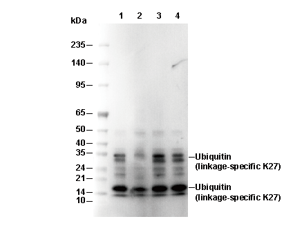 Ubiquitin (linkage-specific K27) Antibody