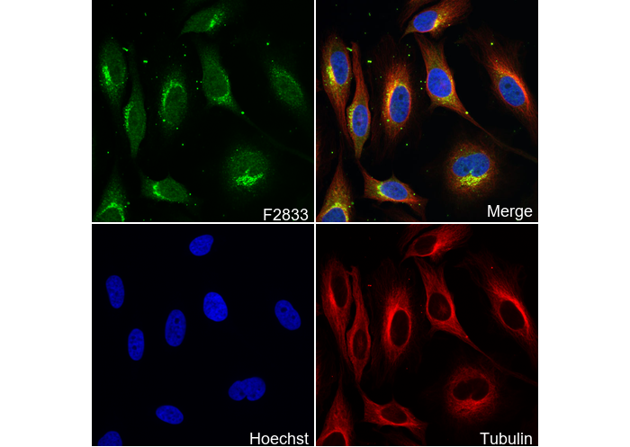 M6PR (cation dependent) Antibody