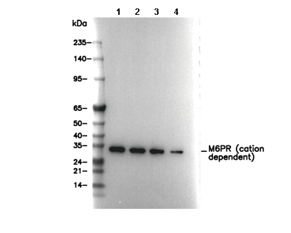 M6PR (cation dependent) Antibody