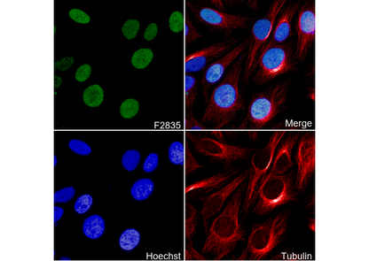 POLD1 Antibody