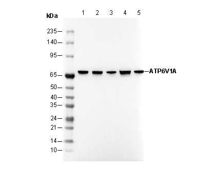 ATP6V1A Antibody