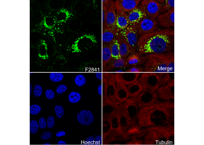 CEACAM6 Antibody