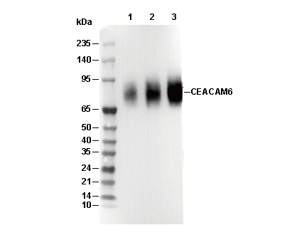 CEACAM6 Antibody