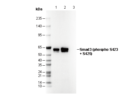 Phospho-Smad3 (Ser423/Ser425) Antibody