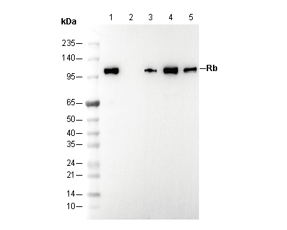 Rb Antibody