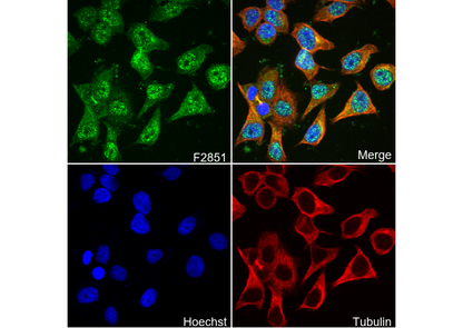 Smad3 Antibody