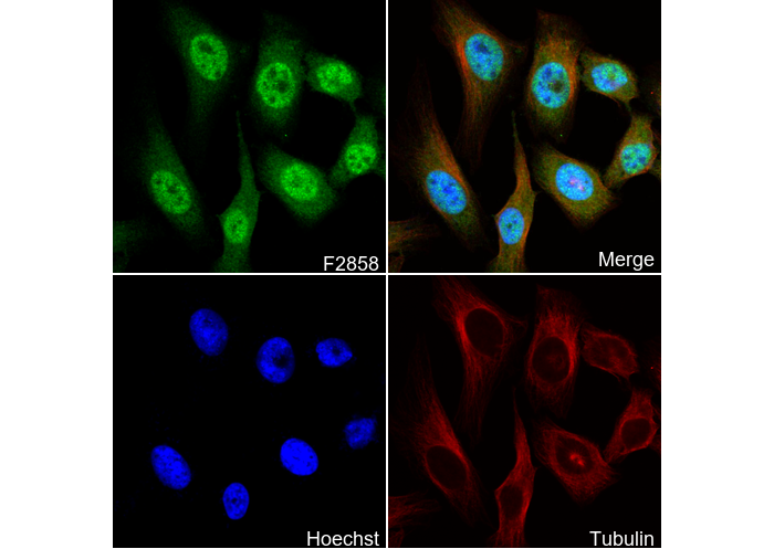 Smad2 Antibody