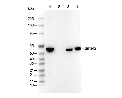 Smad2 Antibody