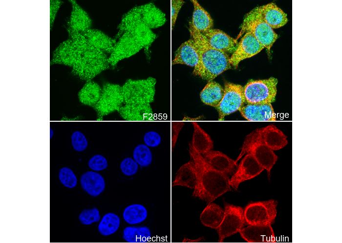 AMPK α1 Antibody