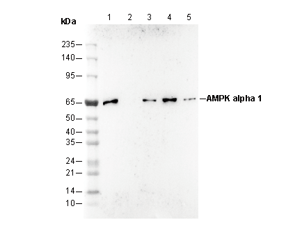 AMPK α1 Antibody