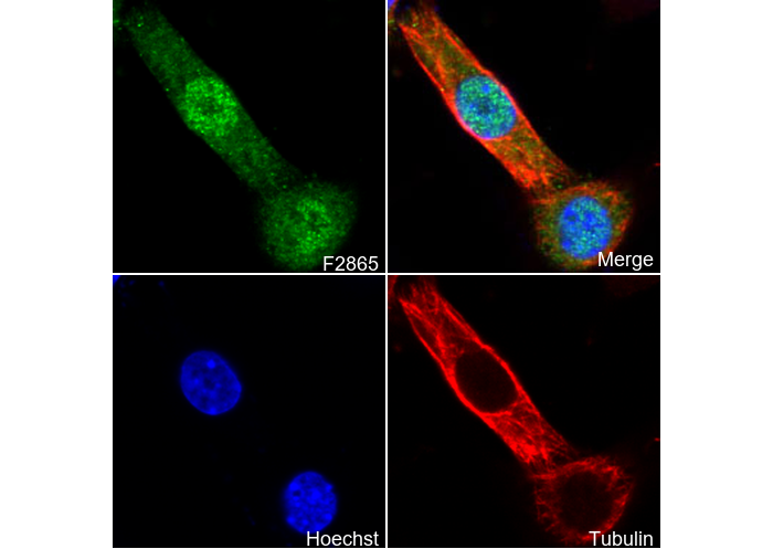 Cdk4 Antibody