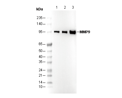 MMP9 Antibody