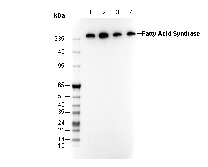 Fatty Acid Synthase Antibody