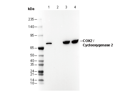 COX2 / Cyclooxygenase 2 Antibody
