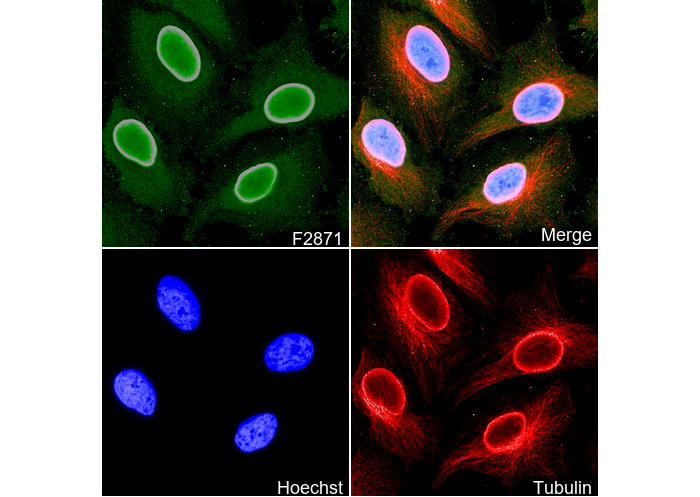 Lamin A + Lamin C Antibody