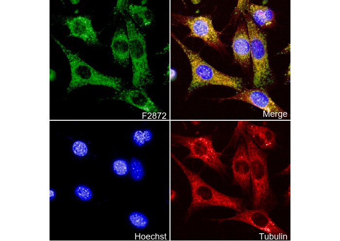 LAMP1 Antibody