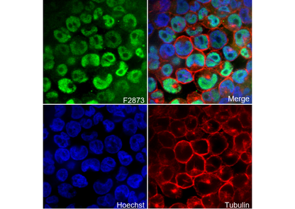 Nanog Antibody