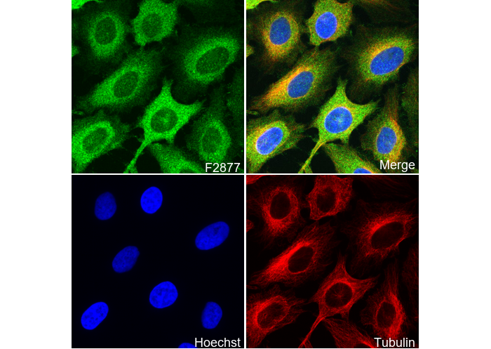 GSK3β + GSK3α Antibody