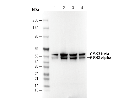 GSK3β + GSK3α Antibody