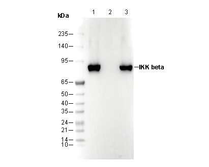 IKK β Antibody