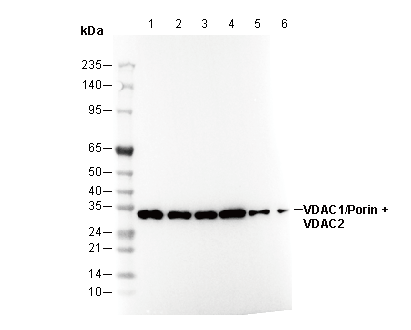 VDAC1/Porin + VDAC2 Antibody