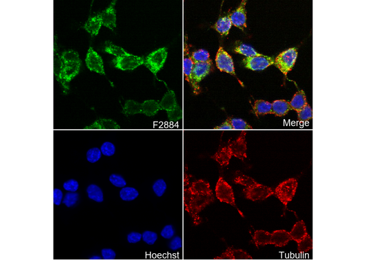 STING Antibody
