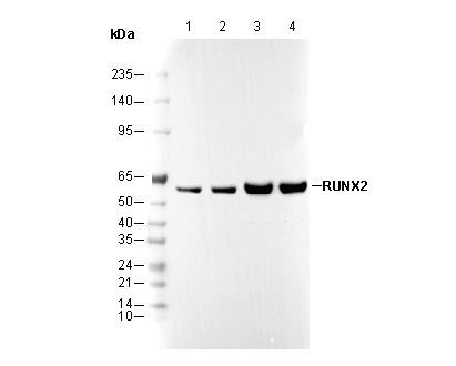 RUNX2 Antibody
