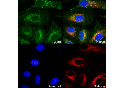 Rab5 Antibody