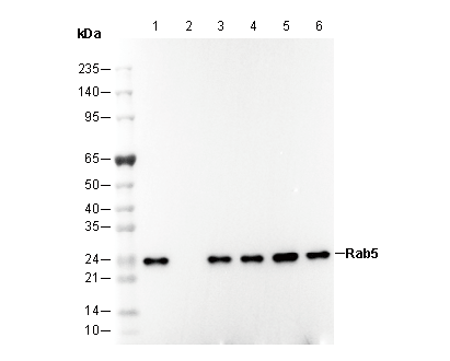 Rab5 Antibody