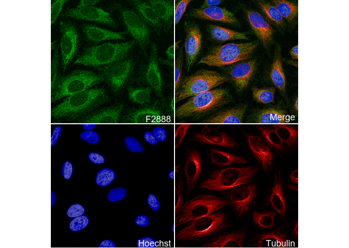 DRP1 Antibody
