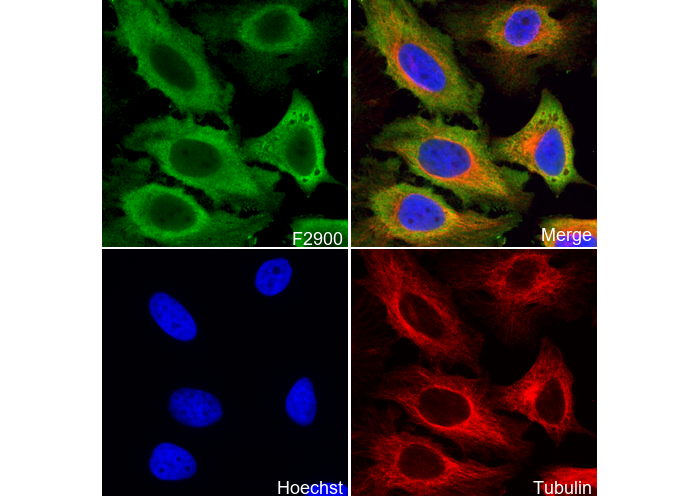 eIF5A Antibody
