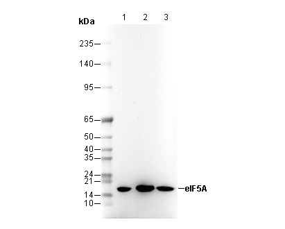 eIF5A Antibody