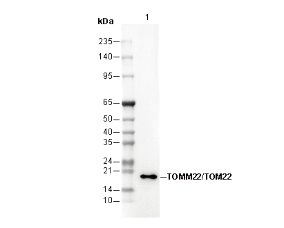 TOMM22/TOM22 Antibody